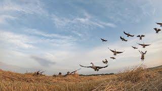 They Didn't See Us.. UNREAL OAT FIELD HIDE!!