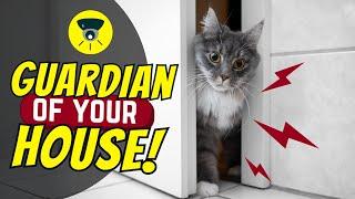 7 Things Cats Do To Protect You And Their Home