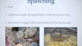 Brook Trout Conservation Video