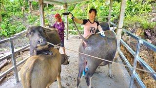 Completing the buffalo barn, guiding the buffalo into the new barn - farm building | Ban Thi Diet