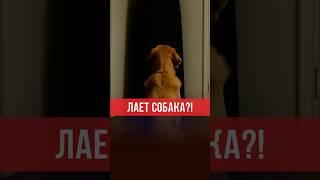 Что делать, если лает собака? Просите у Всевышнего защиту от шайтана. #ислам #думу #мечеть #защита