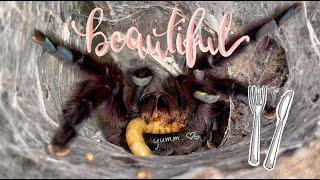 FEEDING my 'BEAUTIFUL' TARANTULAS !!!