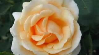 Flowers of LOVE