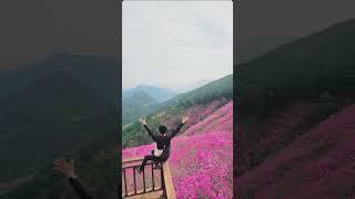 천주산 진달래가 피크라는말에 냉큼 달려갔다왔어요#천주산 #진달래 #천주산진달래 #진달래실시간 #국내여행 #등산 #등산스타그램 #진달래축제 #유비글 #여행기록 #올해첫등산