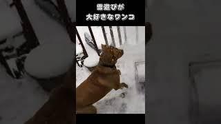 雪遊びが大好きなワンコ
