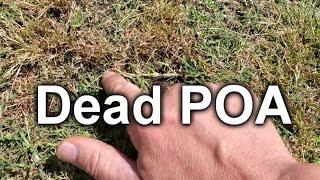 After Killing Poa Annua + Kikuyu & Leveling Updates