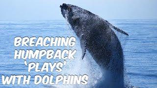 Breaching Humpback Whale 'Plays' With Dolphins | Dana Point, CA 