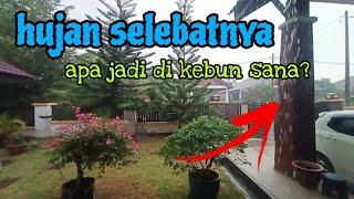 [Episod1095] hujan selebatnya timpa kebun abah petang ni bersama semangat baru