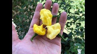 What's That Pepper Ep60 - KS Lemon StarrBurst