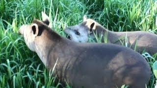 Tapir, Animal Pantanal fauna, Brazilian fauna, wetland, wildlife,