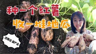 【种植44】春天種下一個紅薯，秋天收獲一堆地瓜，期間夏天還附贈番薯葉，種的也太值了！How to turn one sweet potato to a heap of sweet potatoes