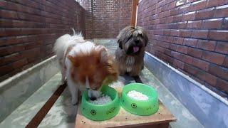 A Competition Between My Dogs | Lhasa Apso Vs Pomeranian ️