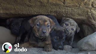 Cachorros huérfanos estaban asustados hasta que fueron rescatados | El Dodo