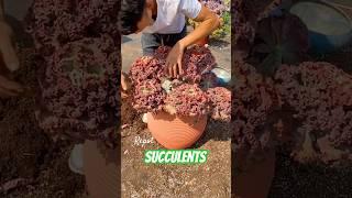 Succulent plants care tips: How to repot succulents #suculentas