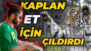 KAPLAN BESLEMEK İÇİN ONUN KAFESİNE GİRDİM!