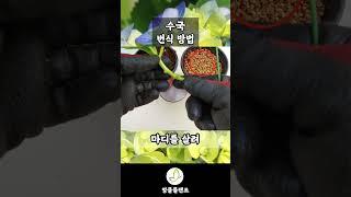 집에서 쉽게 수국 번식 따라하기! 수국 삽목!!