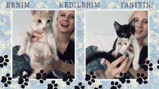 American Speaking Turkish || Meet my Turkish cats!