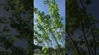 Pakistan Mulberry Tree A Must Have...Central Florida zone 9B 8-13-22