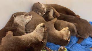 カワウソ家族のお昼寝タイムOtter Family Nap Time