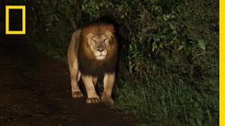 A Riveting Encounter with a Rare Black-Maned Lion | National Geographic