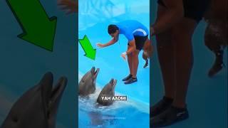 A STUNT WITH A DOLPHIN NO ONE EVER IMAGINED