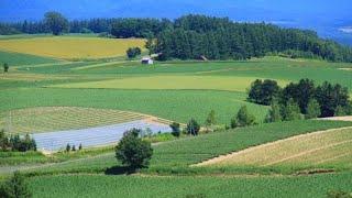 【4K】パッチワークの路を散歩【パッチワークの路/美瑛/上川/北海道/日本】