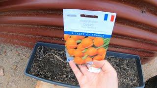 Sowing Paris Market carrots in a container