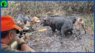 How Do Queensland And New South Wales Hunters Deal With Millions Of Feral Pigs| Farming Documentary