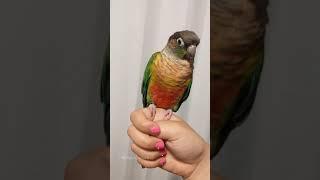 Talking Green Cheek Conure | Small Parrot Say His Name and Night Night