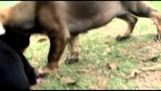 Queensland Police Dog Squad puppies at play