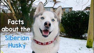 SIBERIAN HUSKY FACTS!
