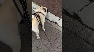 #dogs #гуффи #puglife #dog #funny #pug #shorts #shortvideo #shortsvideo #short #youtubeshorts #мопс