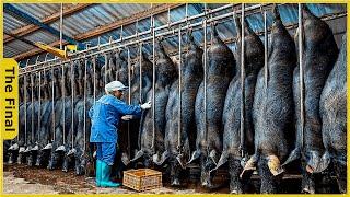 20.1 Millions Pigs Farming In China Farm, Meat Processing In Factory - Farming Documentary