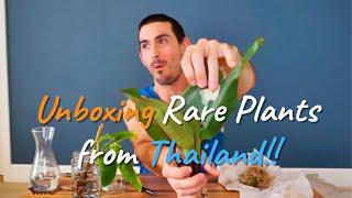 Rare Plants from Thailand - BKInterplants Unboxing and Review