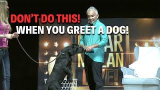 How To Greet A Dog The Right Way -- Avoid These Common Mistakes! | Live Dog Demos