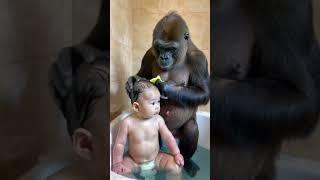 Gorillas and helping babies bathe.#gorilla #baby#shorts#cute#funny#love#animals