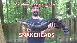 Maryland Eastern Shore Snakehead Fishing