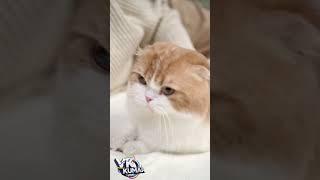 Sorts Video Parts CAT #algotrading #arbitrage #backtesting