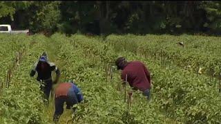 White House reverses policy that paused immigration enforcement at farms, hotels | NBC 7 San Diego