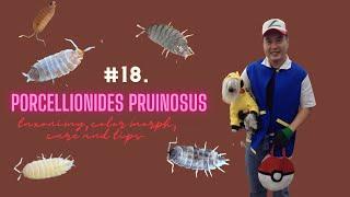 Porcellionides pruinosus (taxonomy, color morphs, care and tips for a successful culture and uses)