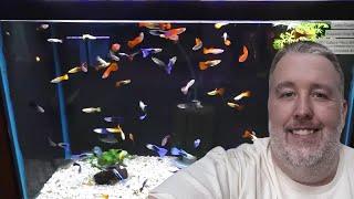 How to Set Up a Tank for Guppies for Beginners