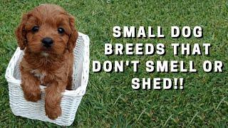 Top 10 Dog Breeds That Don't Shed OR Smell | Small Dogs That DON'T Shed!!