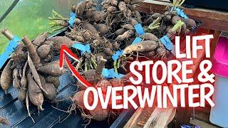 How to Store Dahlia Tubers - The Complete Guide