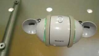 Sony Rolly dancing Shakira