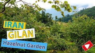 Growing hazelnuts in Iran, Gilan Province, Rahimabad, 2021
