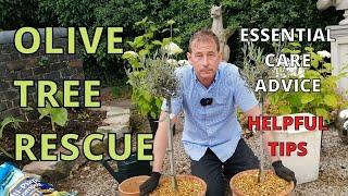 Olive Tree RESCUE. Olive Tree Care. Including planting, pruning, watering, feeding.