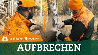 Rehwild hängend aufbrechen | Wild auf Drückjagd versorgen | unser Revier | #50