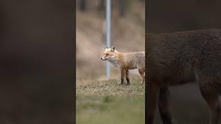 fox #ourplanetnow #animal #shortvideo #nature#fox #foxnews #shortsfeed #shortsbeta