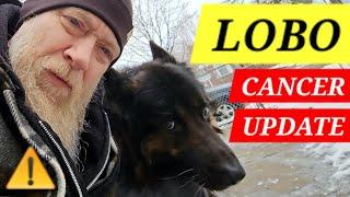 Lobo Cancer Update - Help Him Hike Again