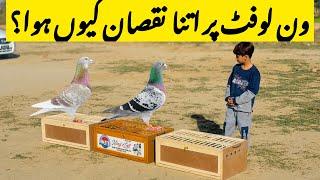 How to well Train your Racing Pigeons for Racing